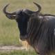 Wildebeest